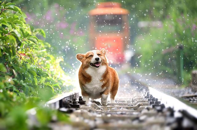 International Dog Day